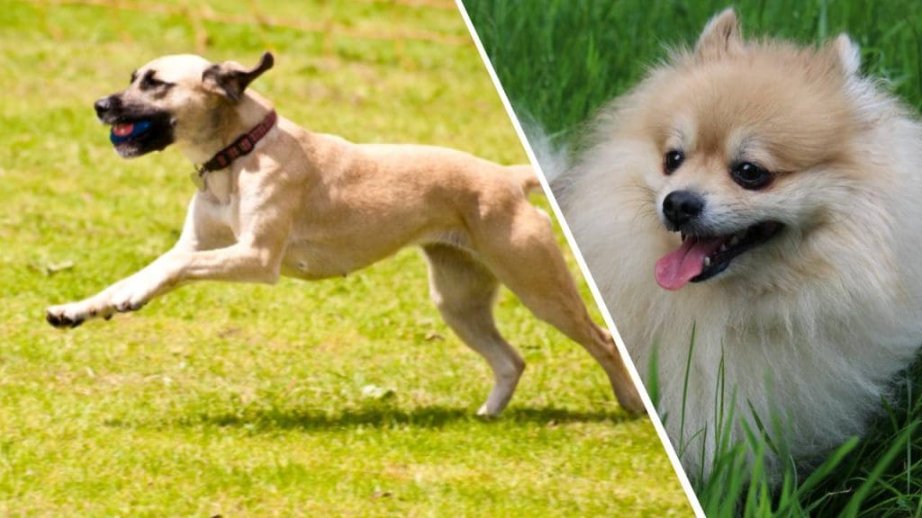 Dog Beds for Arthritis iMRS International