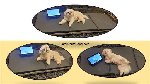 pemf mat for dogs