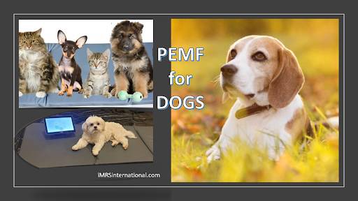 PEMF Therapy for Dogs: A Guide to Pulsed Electromagnetic Field Treatment