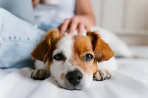 holistic approaches to pain relief for dogs