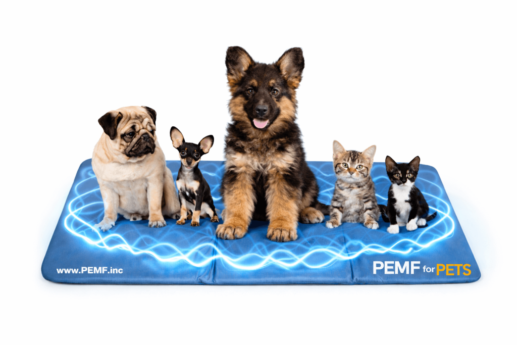 Dog and cat resting on a PEMF wellness mat for pets